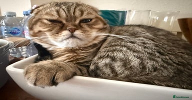 Scottish Fold cats - Advert 3