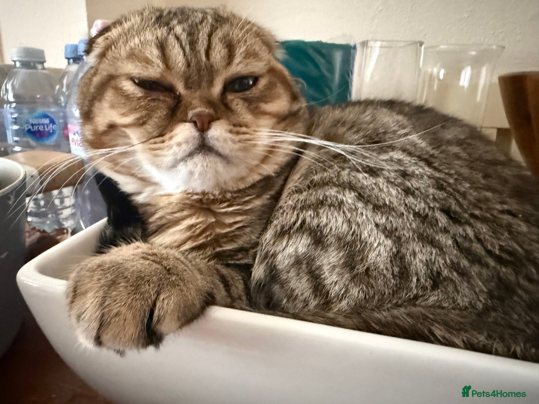Scottish Fold cats for sale: Scottish fold boy  - Image 2