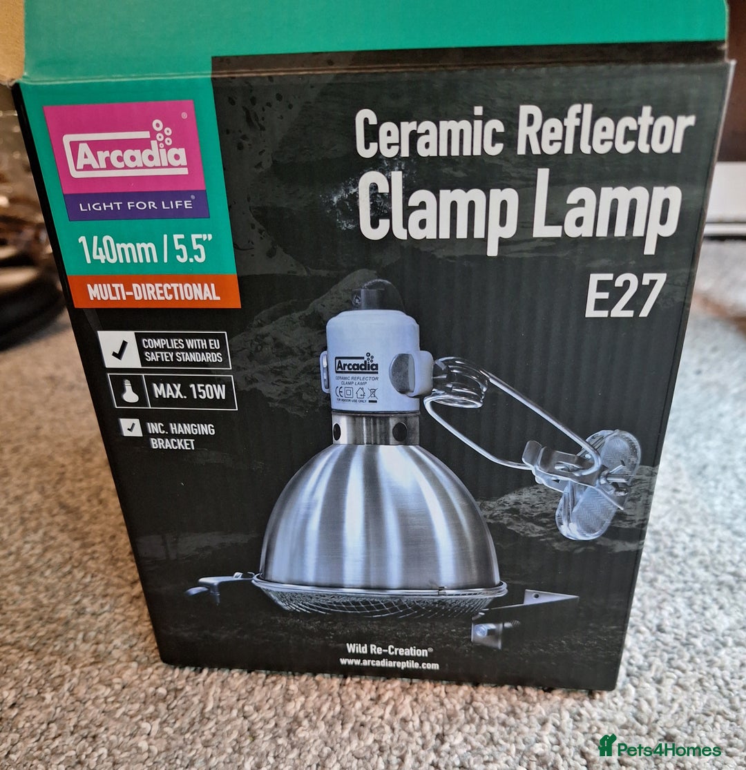 Gecko reptiles for sale: Leopard Gecko 3 month + all equipment option - Advert 7