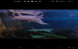 Axolotl reptiles for sale: Baby axolotl special offer. in Redditch - Image 3