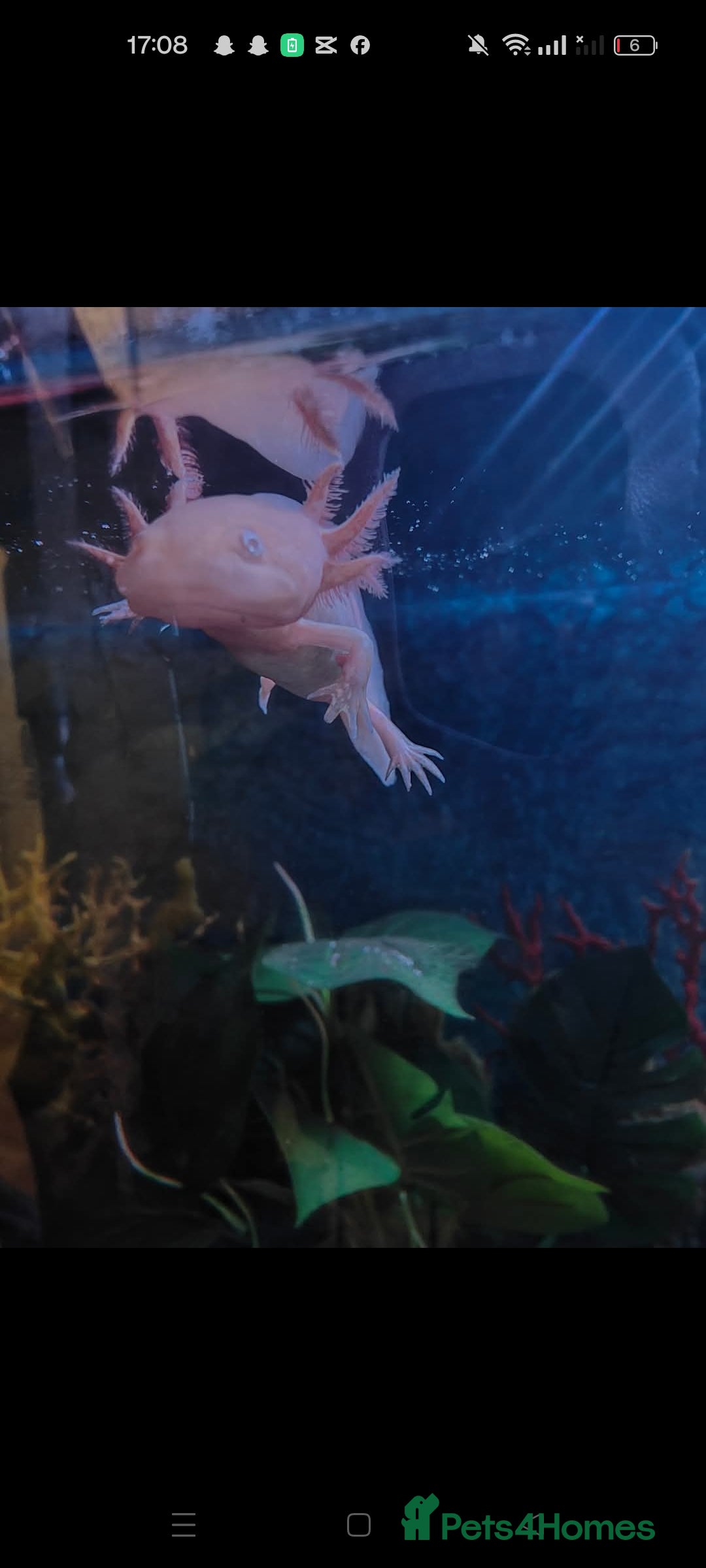 Axolotl reptiles for sale: Baby axolotl special offer. in Redditch - Image 3