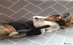 Mixed Breed rabbits for sale: Rabbits for sale  - Advert 8