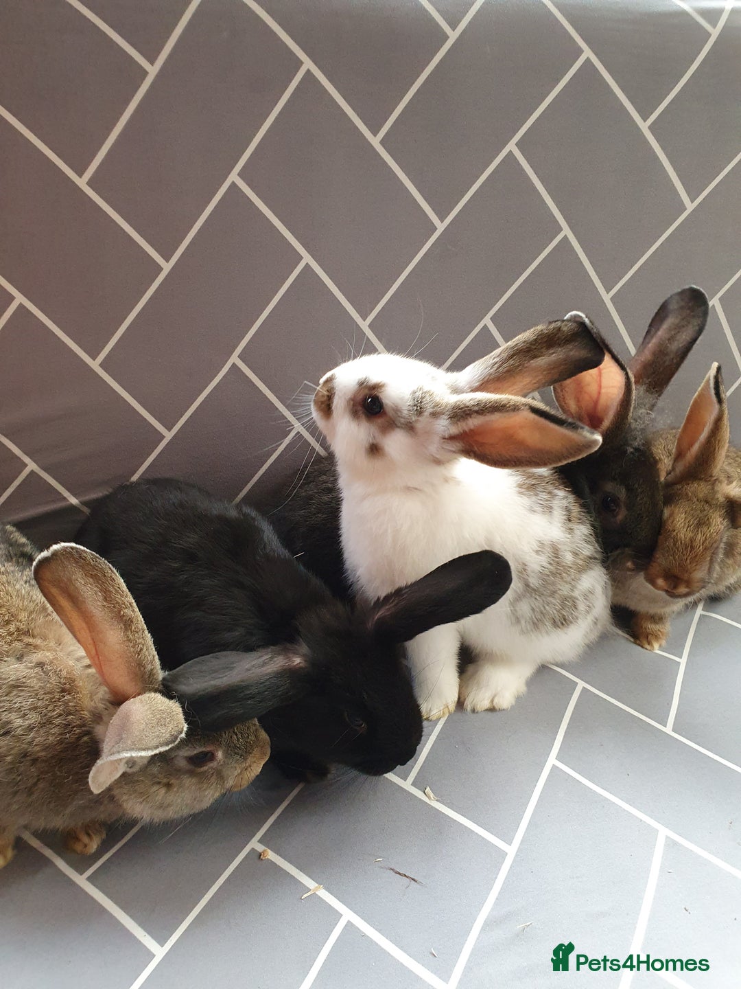 Mixed Breed rabbits for sale: Rabbits for sale  - Advert 8