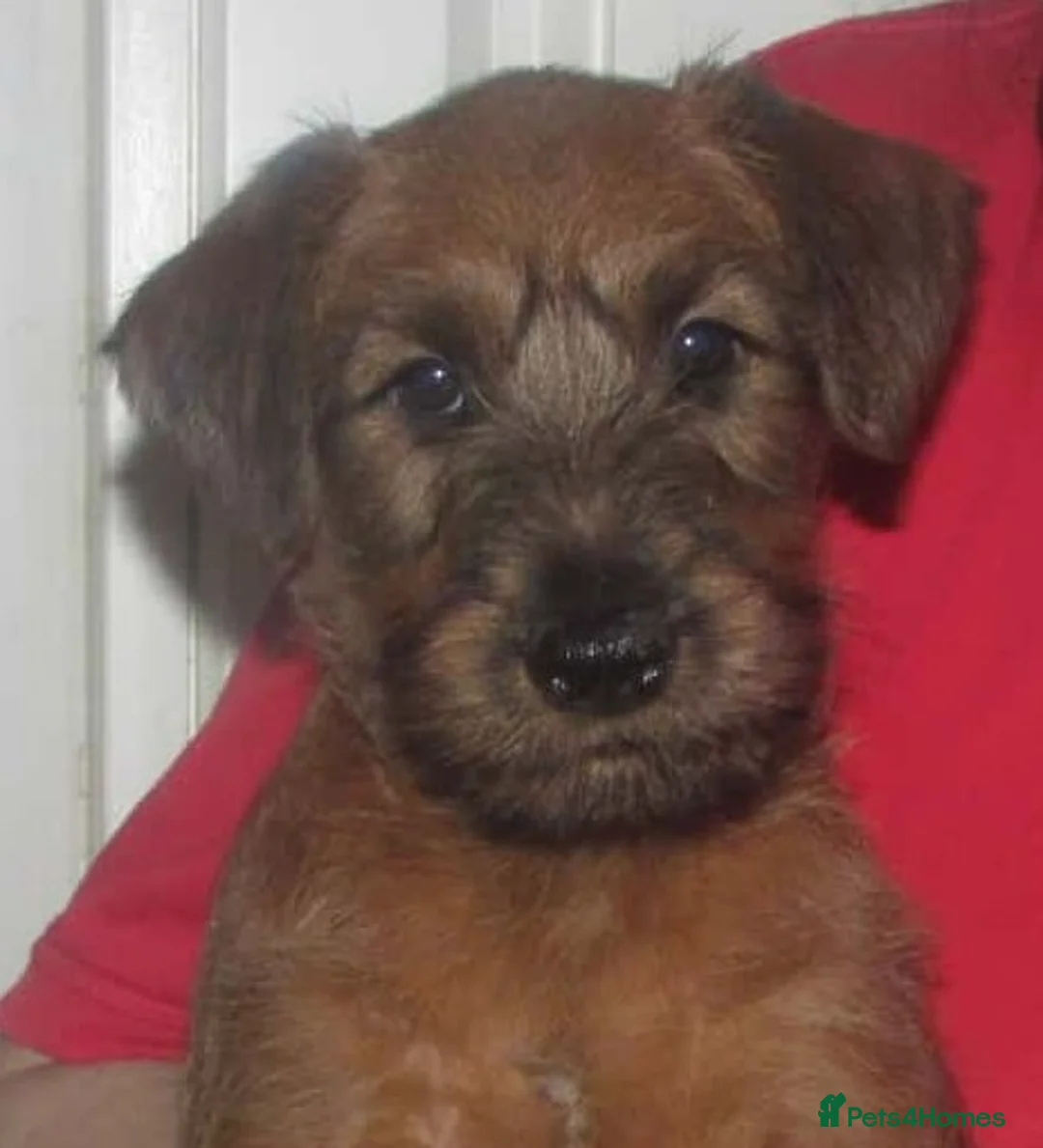 Irish Terrier dogs for sale: Lovely outgoing puppies - Advert 5
