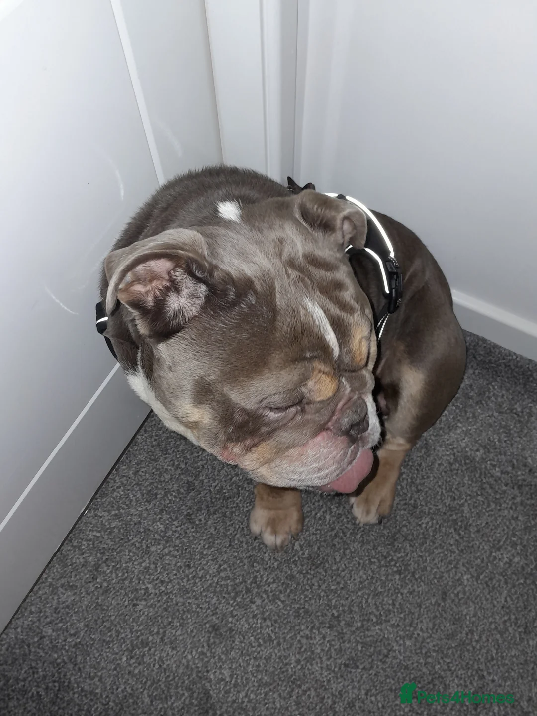 English Bulldog dogs for sale: Male Bulldog 1 year old - Advert 5