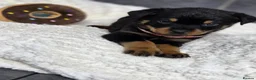 Rottweiler dogs for sale: Stunning Rottweiler pups - Advert 26