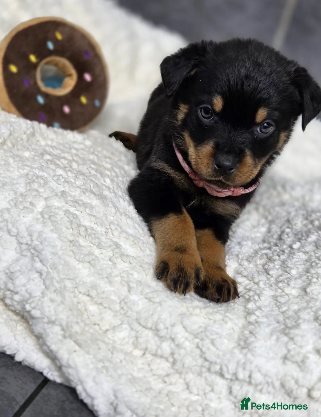 Rottweiler dogs for sale: Stunning Rottweiler pups - Advert 26