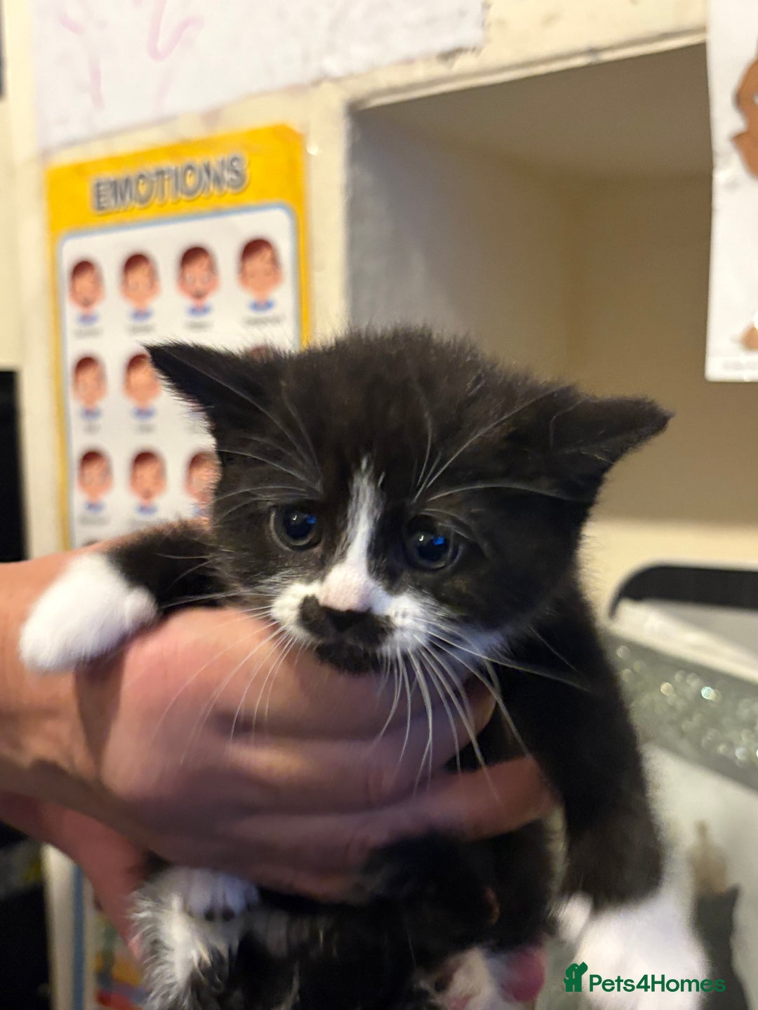 British Longhair cats for sale: british shorthair and longhair kittens for sale  - Advert 11