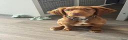 Cocker Spaniel dogs for sale: Cocker spaniel puppy in Durham - Advert 6