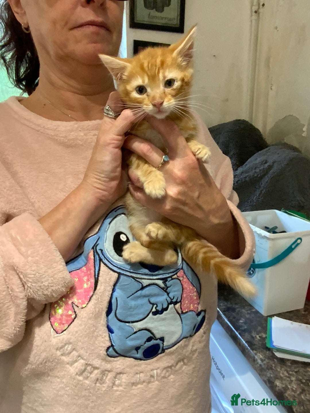Mixed Breed cats for sale: Adorable Kittens  - Image 8