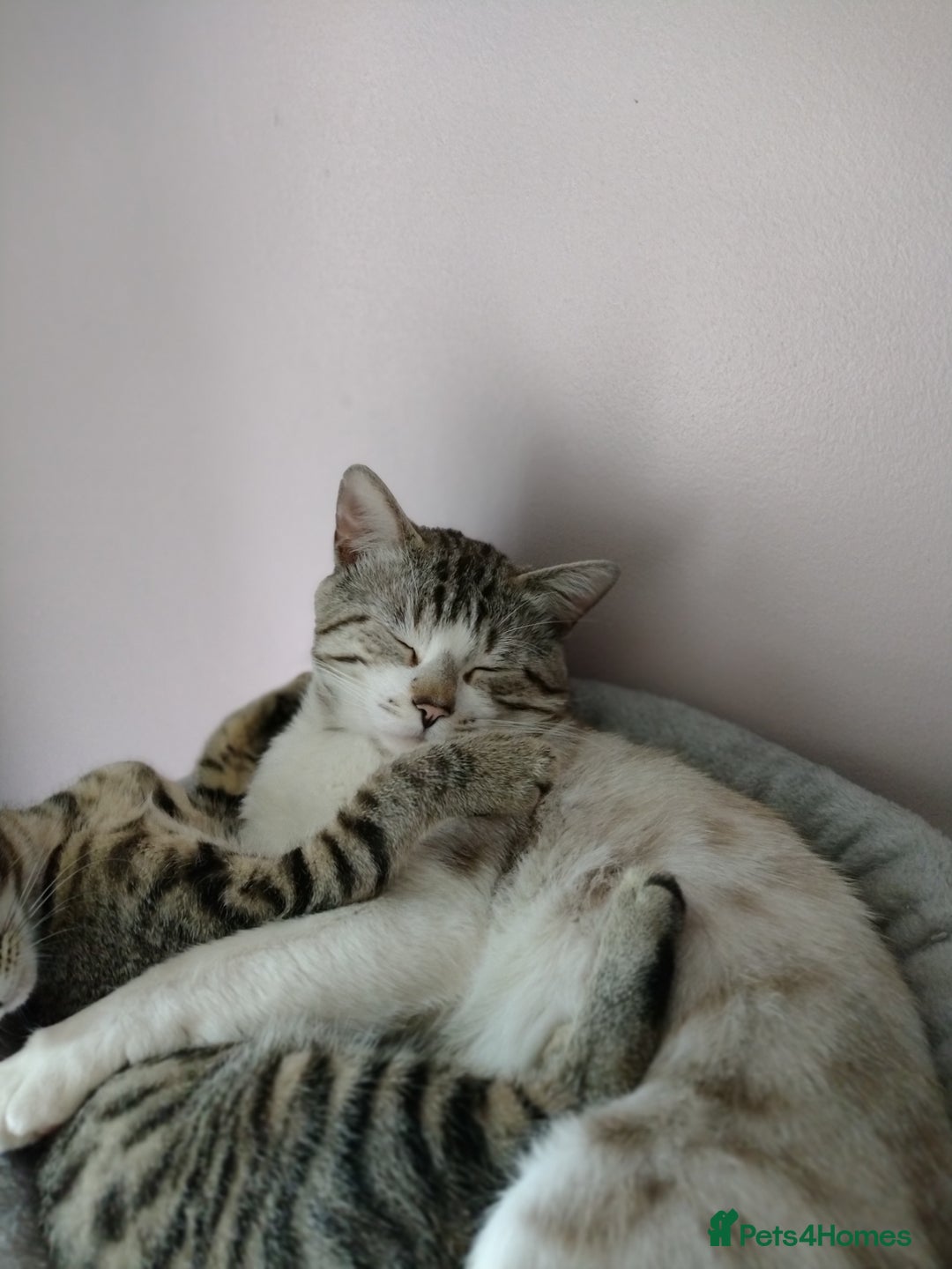 Mixed Breed cats for sale: outdoor Alpha Tom  - Image 2