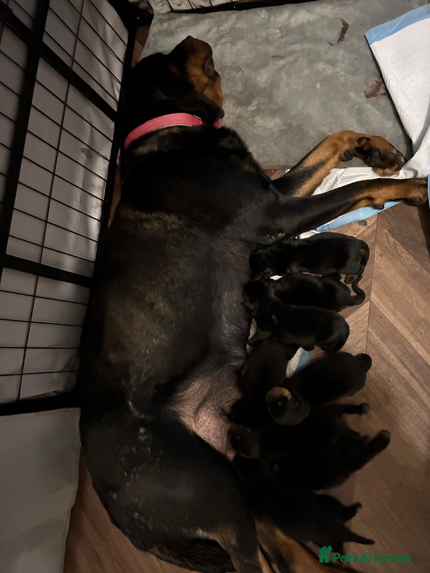 Rottweiler dogs Rottweiler puppies  - Advert 1