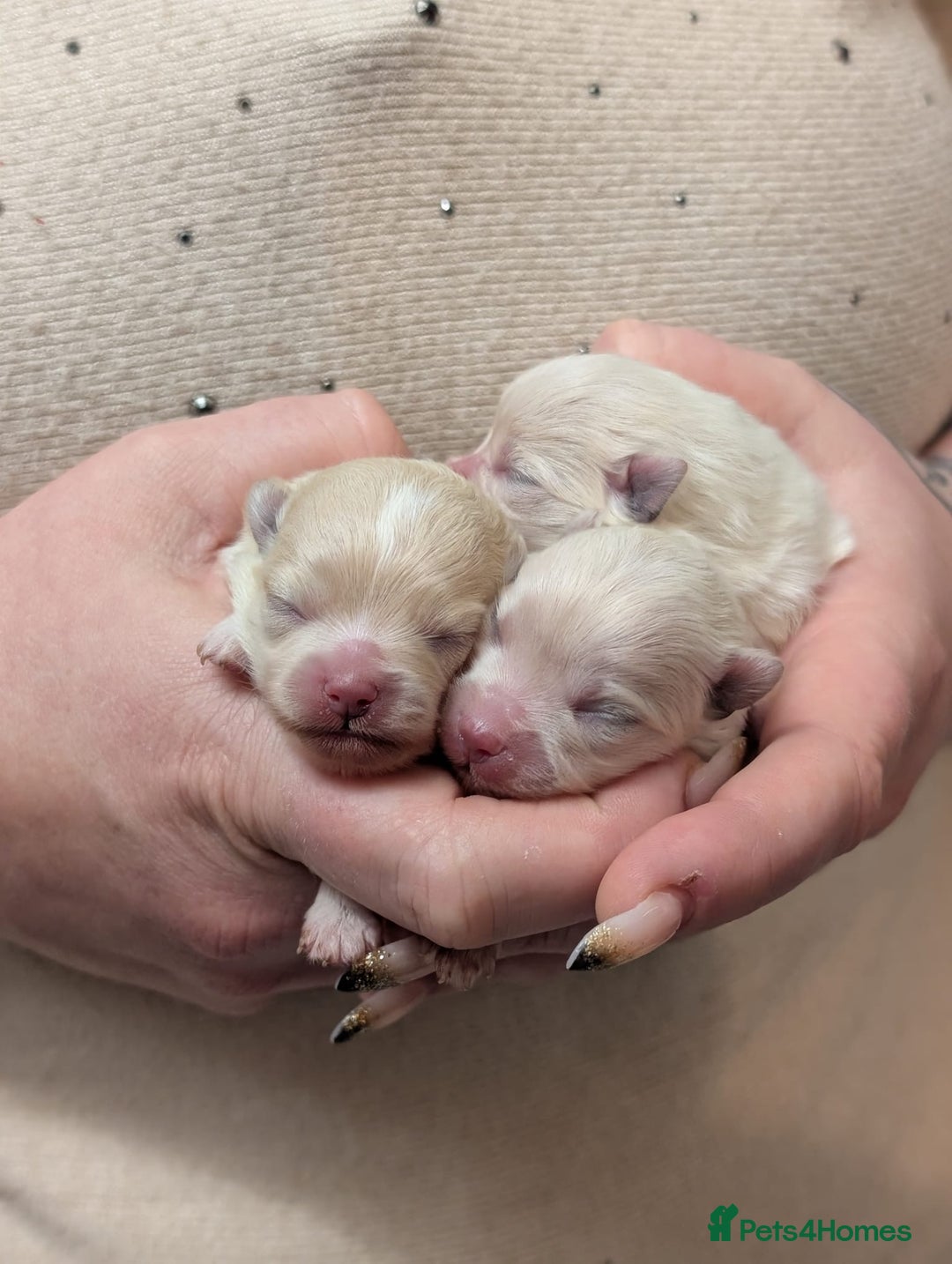 Pomeranian dogs for sale: Beautiful tiny Pomeranian girls  ONE LEFT  - Advert 10