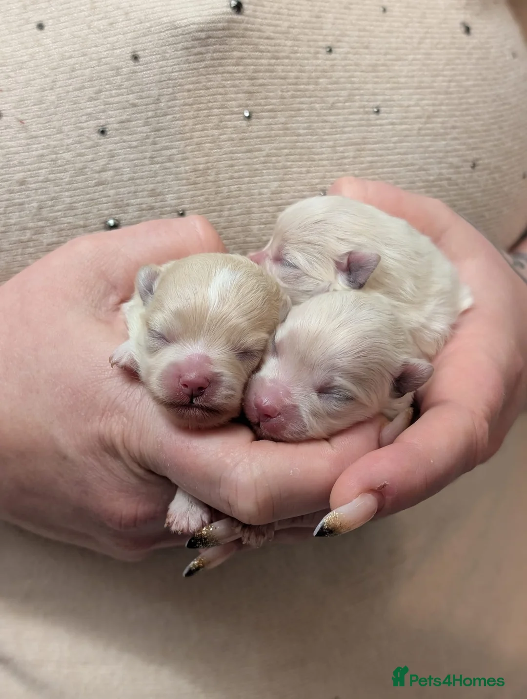 Pomeranian dogs for sale: Beautiful tiny Pomeranian girls  ONE LEFT  - Advert 11