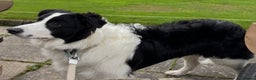 Border Collie dogs for sale: Border Collie  - Advert 2