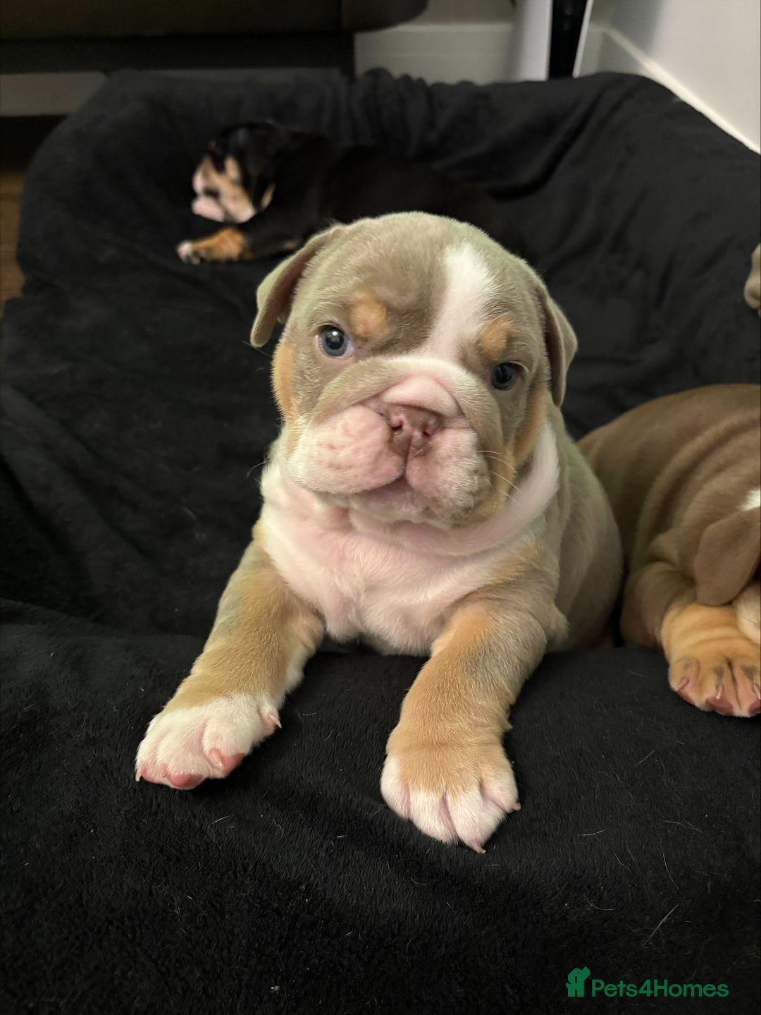 English Bulldog dogs for sale: English bulldog puppies  - Advert 19