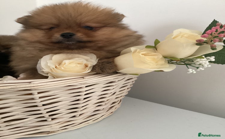Pomeranian dogs - Advert 1