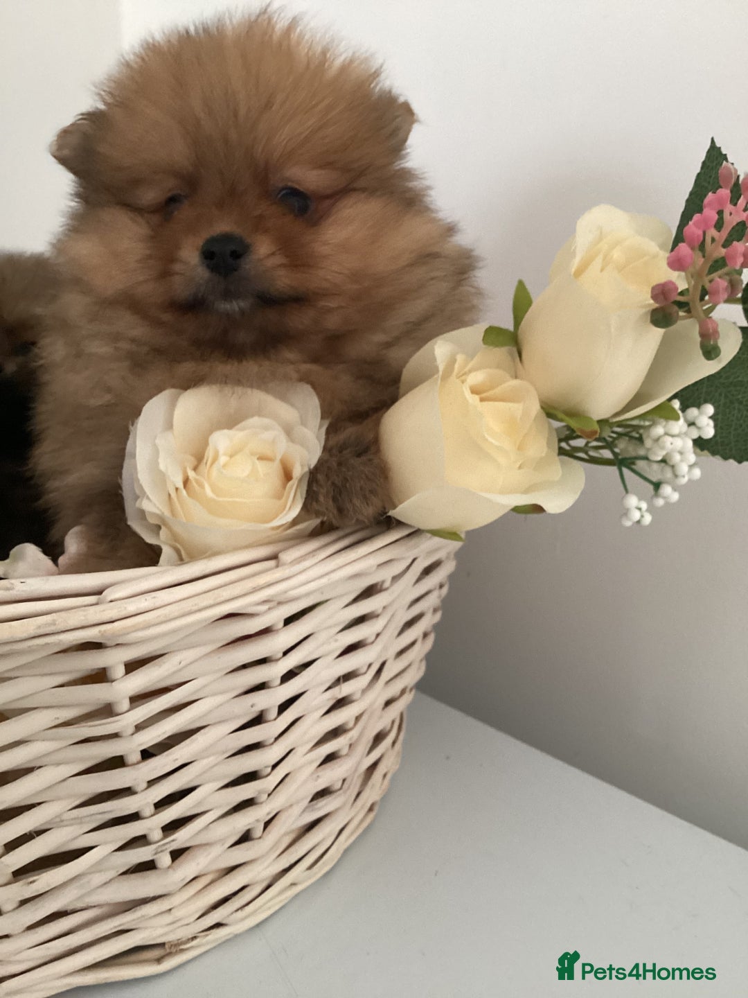 Pomeranian dogs for sale: READY NOW! kc reg STUNNING Pomeranian puppies  - Image 8