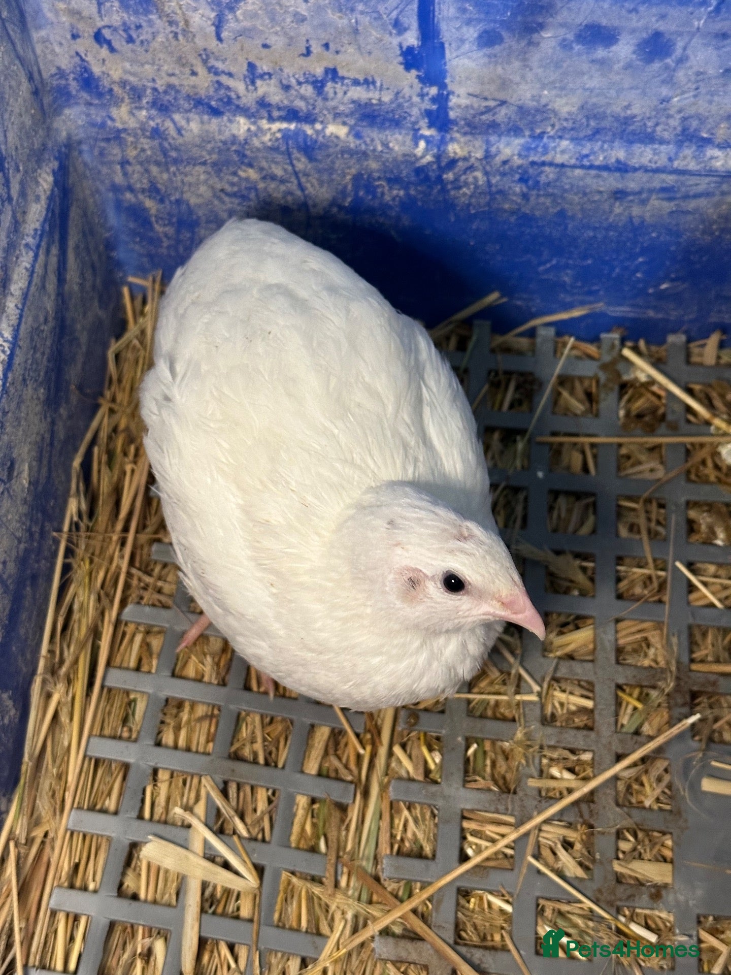 Quail poultry One male and two female is for sale  - Advert 8