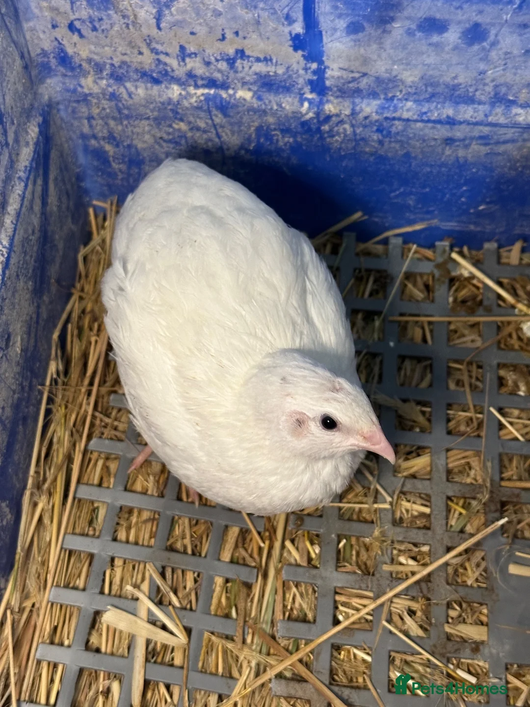 Quail poultry for sale: One male and two female is for sale  in Barking - Advert 1
