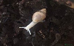 Snails invertebrates for sale: Giant African Land Snail Babies x 5  - Image 2