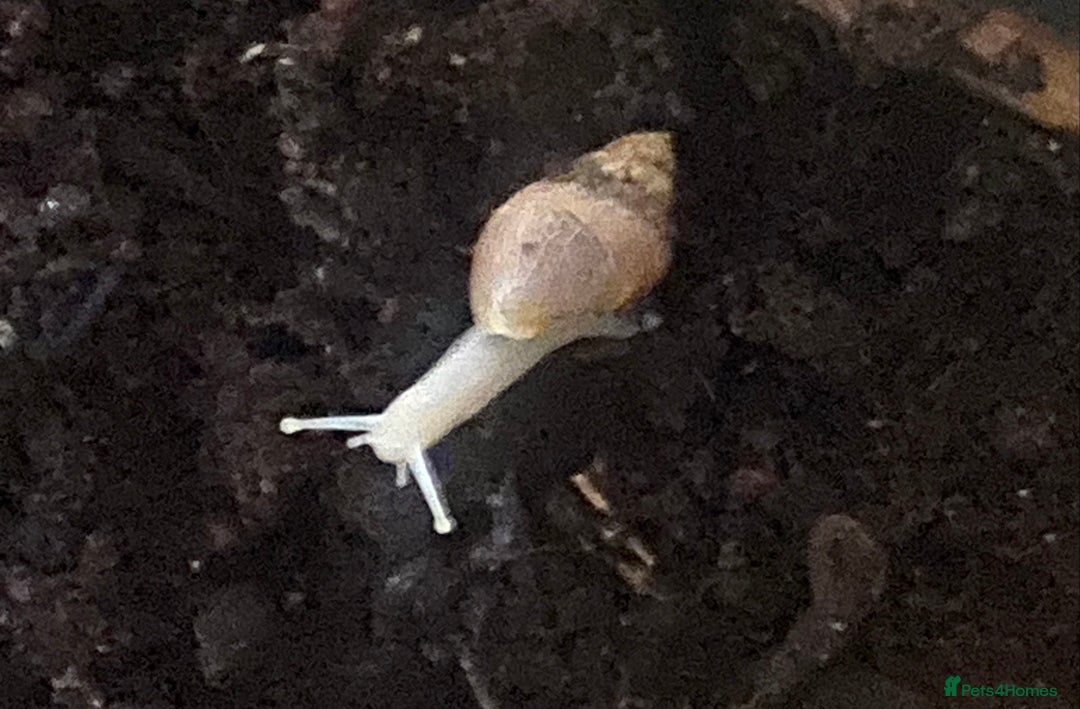 Snails invertebrates for sale: Giant African Land Snail Babies x 5  - Image 2