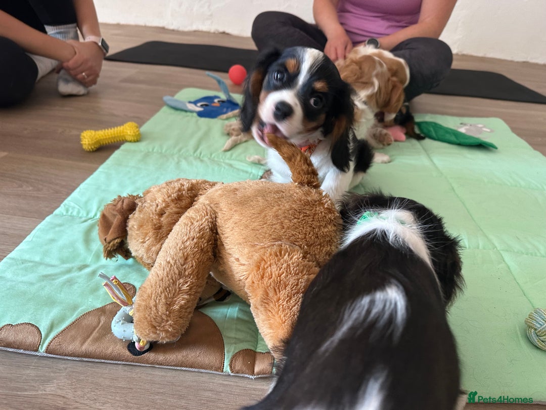 Cavalier King Charles Spaniel dogs for sale: Male KC reg & Health Tested Cavalier puppies - Image 24