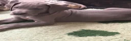 Great Dane dogs for sale: High Quality Great Dane Puppies - Advert 2