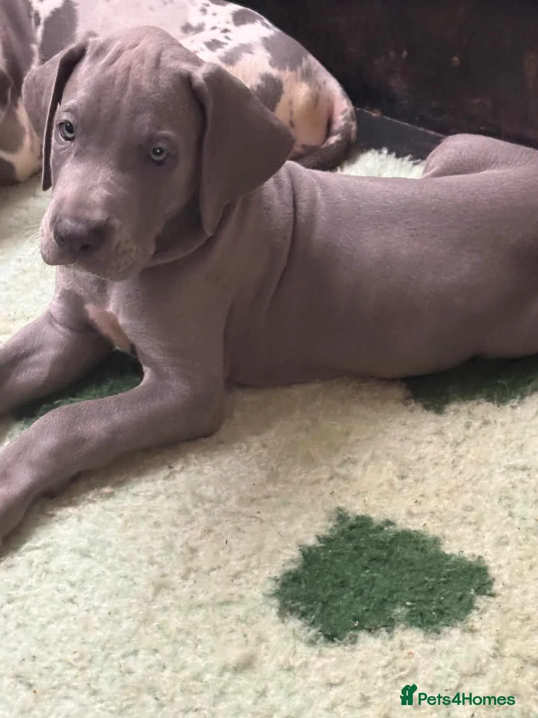 Great Dane dogs for sale: High Quality Great Dane Puppies - Advert 2
