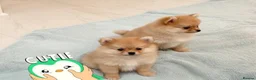 Pomeranian dogs for sale: Pomeranian puppies  - Advert 6