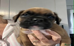 Boxer dogs for sale: Gorgeous litter of red and white boxers.  - Image 21
