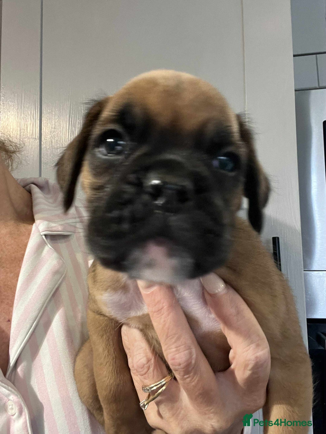Boxer dogs for sale: Gorgeous litter of red and white boxers.  - Image 21