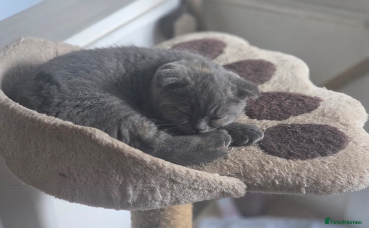 Scottish Fold cats - Advert 5