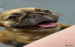 French Bulldog dogs for sale: 5 year old fawn fluffy French bulldog - Image 2