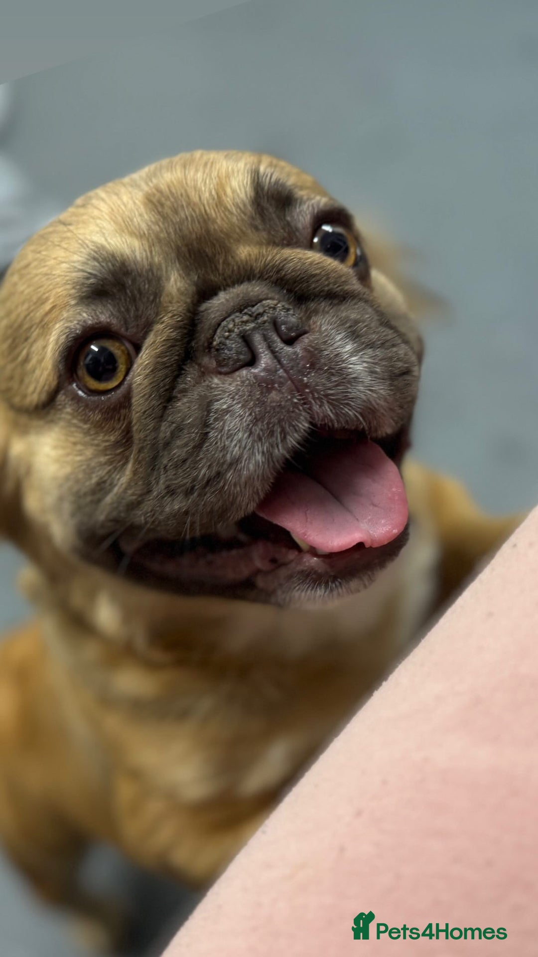 French Bulldog dogs for sale: 5 year old fawn fluffy French bulldog - Image 2