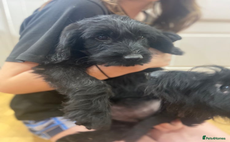 Aussiedoodle dogs - Advert 1