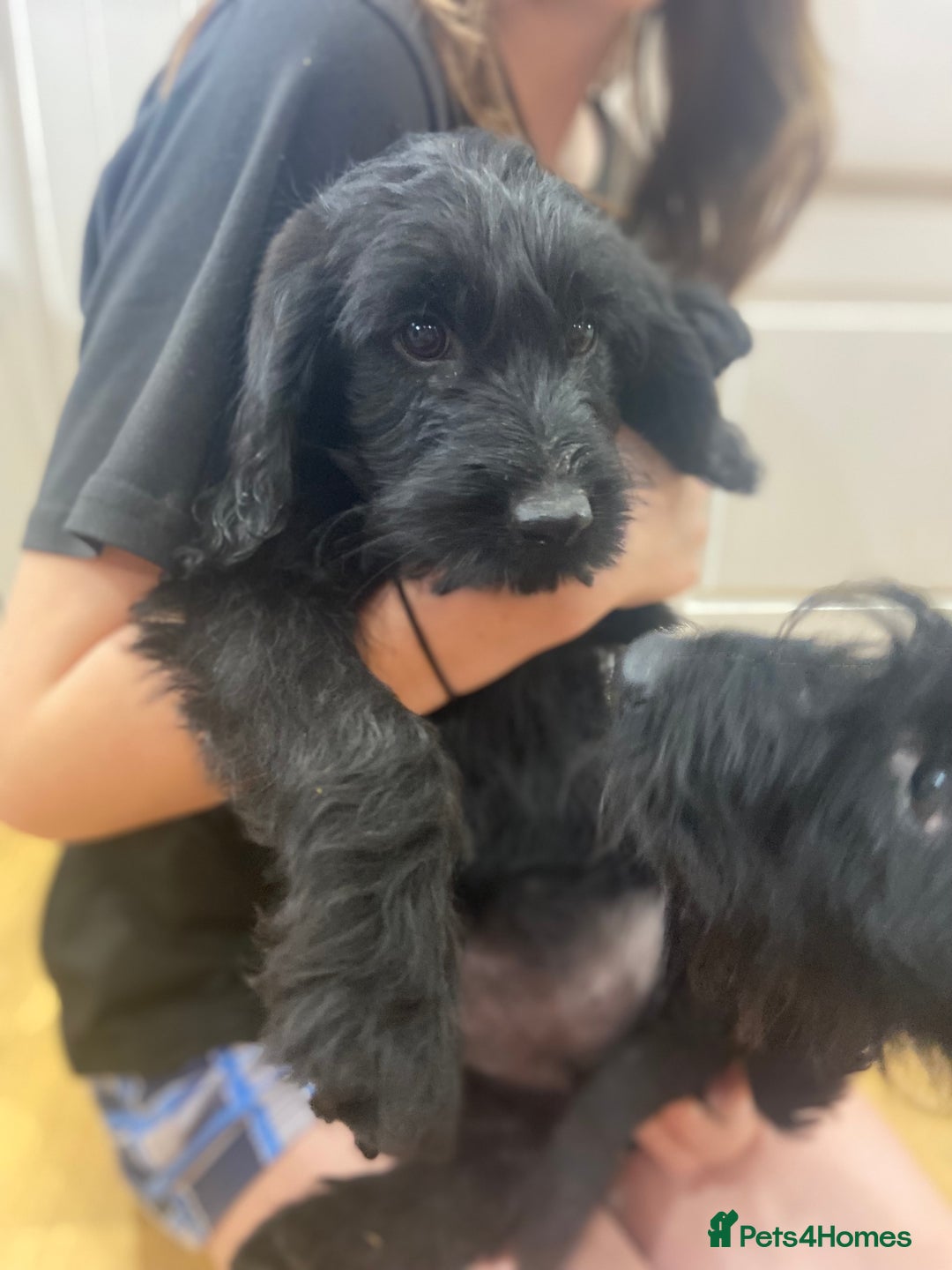 Aussiedoodle dogs for sale: Last Boy AussieDoodle Fully Vaccinated/Vet checked - Image 5