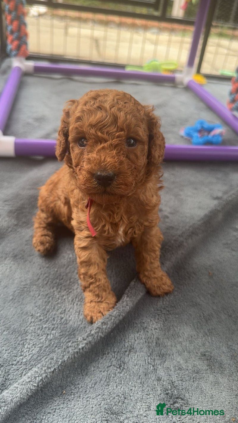 Cavapoo dogs F1bb Toy Cavapoo boys and girls available - Advert 1