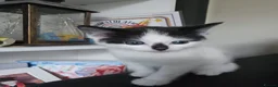 Domestic Shorthair cats for sale: Beautiful black&white playful shorthair baby girl - Advert 3