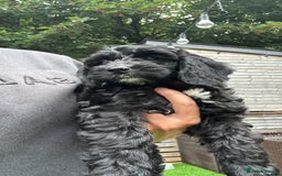 Cockapoo dogs for sale: 1 female Cockerpoo puppy ❤️ - Image 2