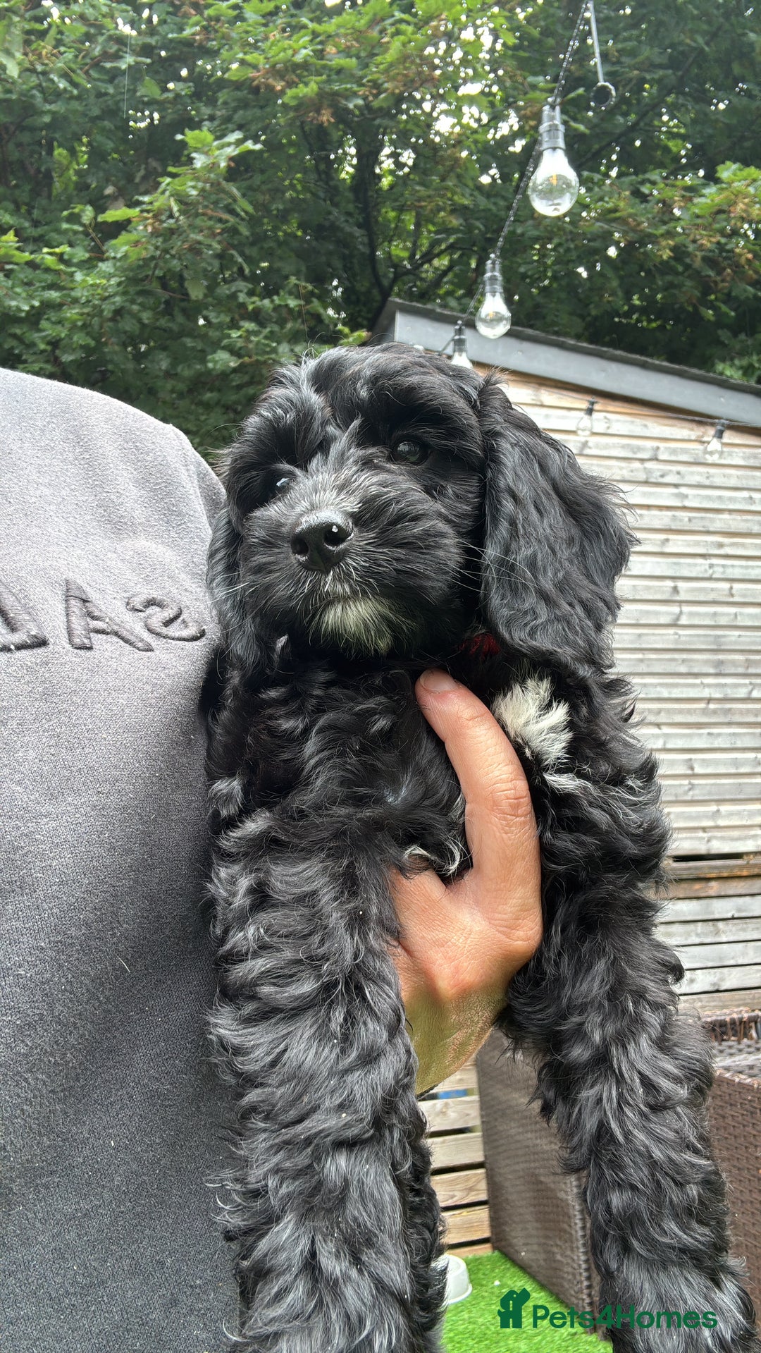 Cockapoo dogs for sale: 1 female Cockerpoo puppy ❤️ - Image 2