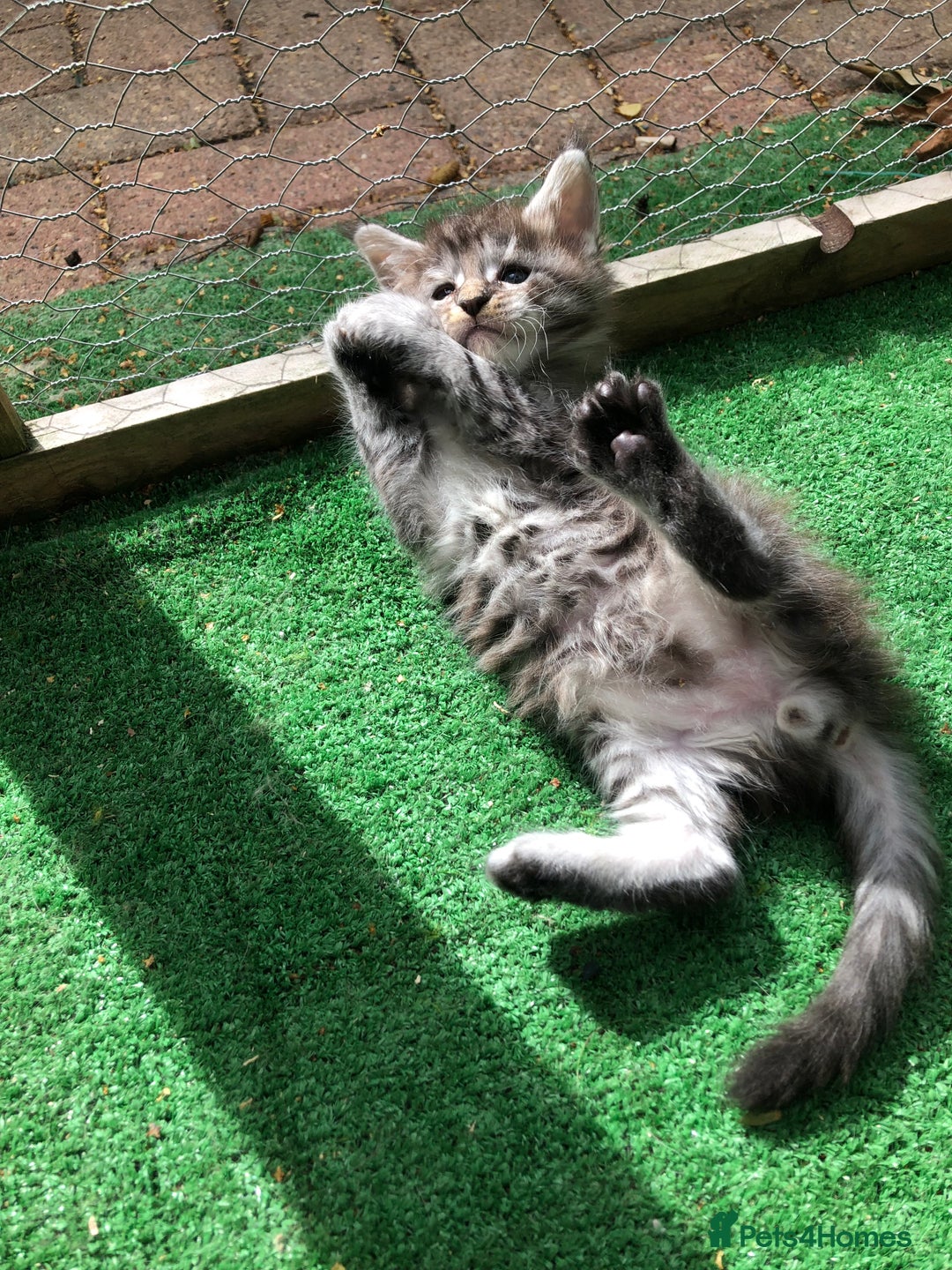 Maine Coon cats for sale: Maincoon kittens ready now  - Image 12