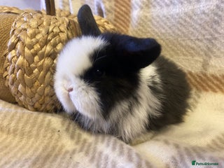 Mini Lop rabbits Mini lop - Advert 12