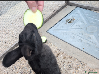 Mixed Breed rabbits Female rabbit - Advert 13