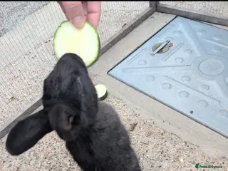 Mixed Breed rabbits Female rabbit - Advert 16