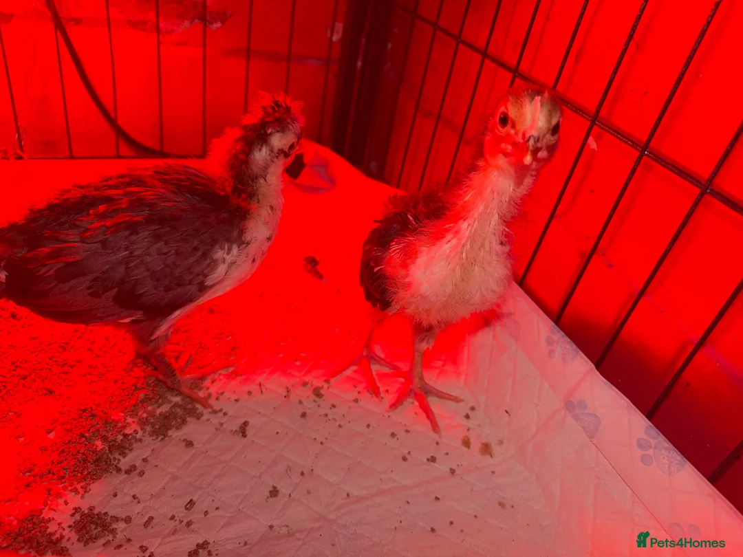Chickens poultry for sale: Unsexed Swedish flower chicks - Advert 2