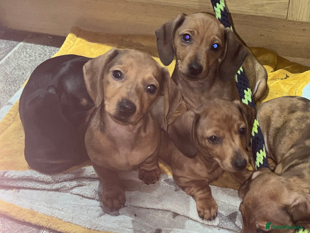 Miniature Dachshund dogs for sale: Beautiful miniature dachshund puppies  - Image 3