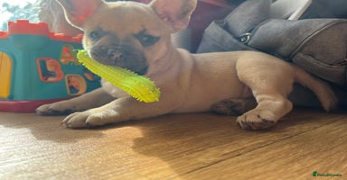 Mixed Breed dogs - Advert 16