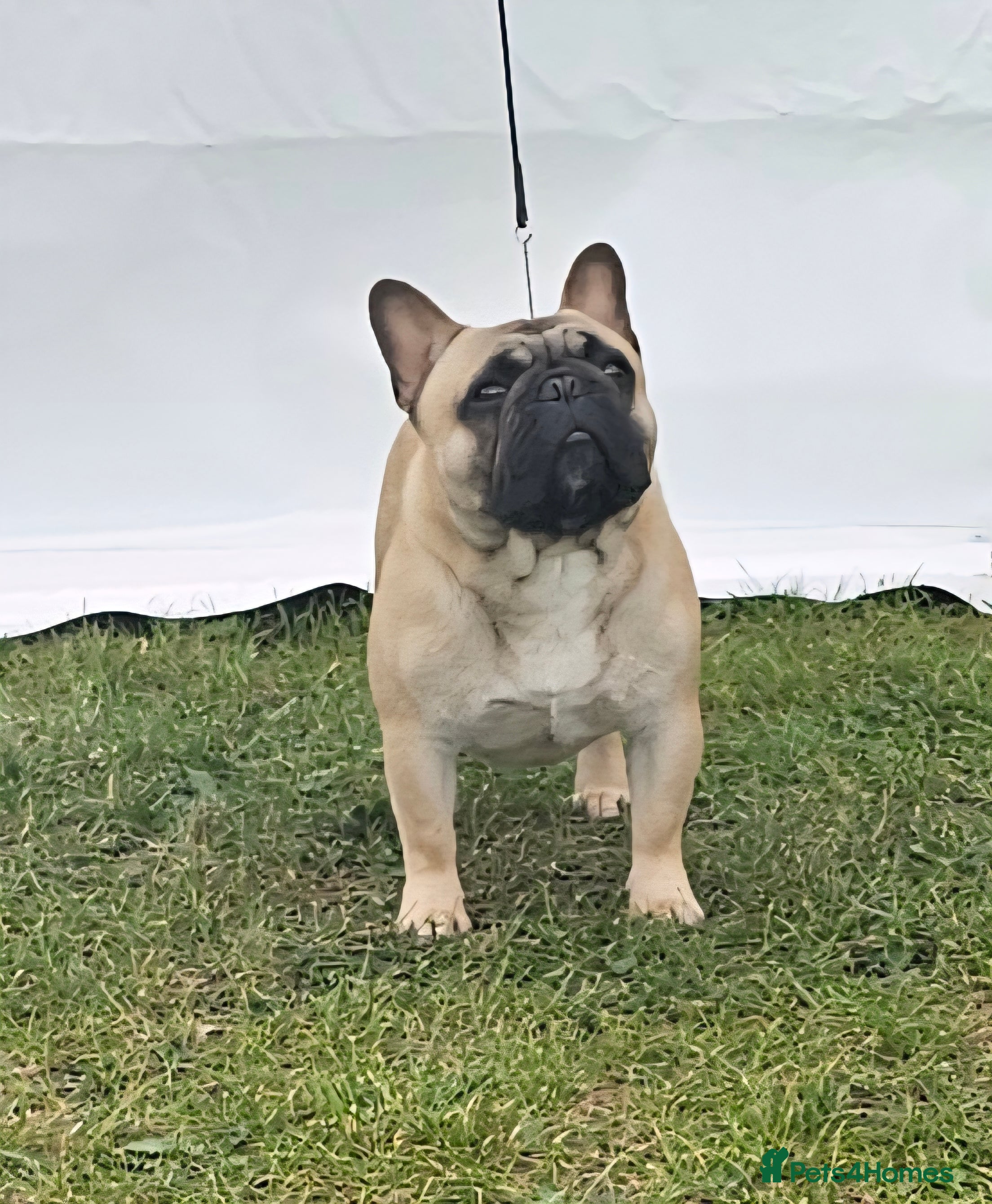 French Bulldog dogs For stud, Wildax Rowendale Tickety Boo  - Advert 1