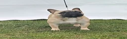 French Bulldog dogs for stud: For stud, Wildax Rowendale Tickety Boo  - Advert 1